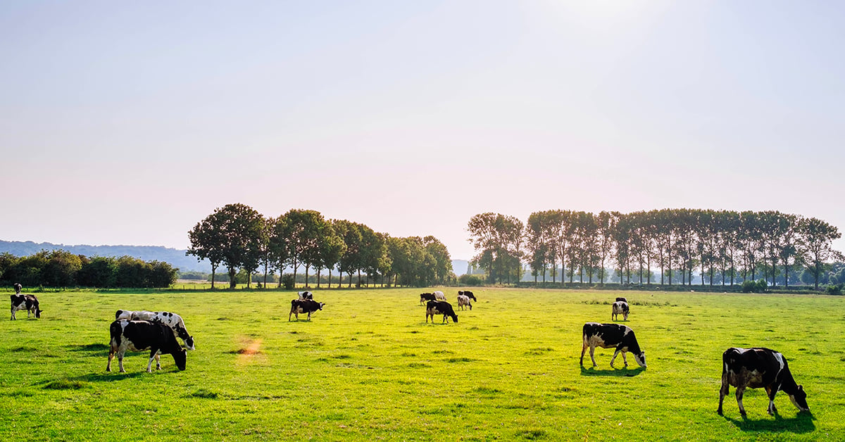 Dairy cows roam in a green pasture