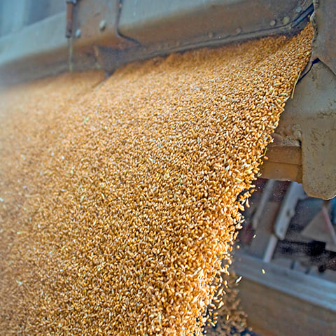 Corn Wet Milling